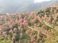 大理無量山·櫻花谷