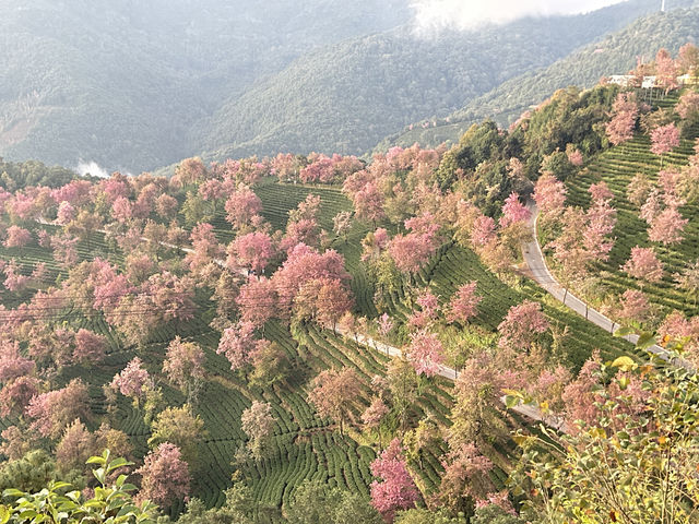 大理無量山·櫻花谷