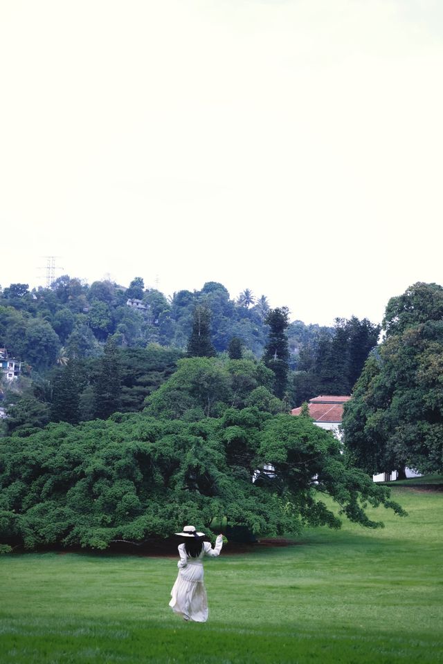 Discover the Enchanting Royal Botanical Gardens in Kandy, Sri Lanka