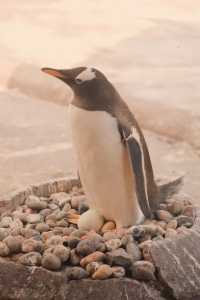 Half-Day Adventure at Edinburgh Zoo: A Delight for Animal Lovers