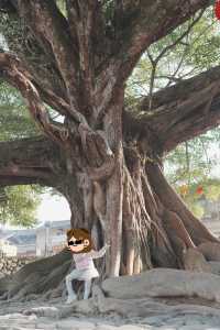 福建土樓,一定要在對的時候去!