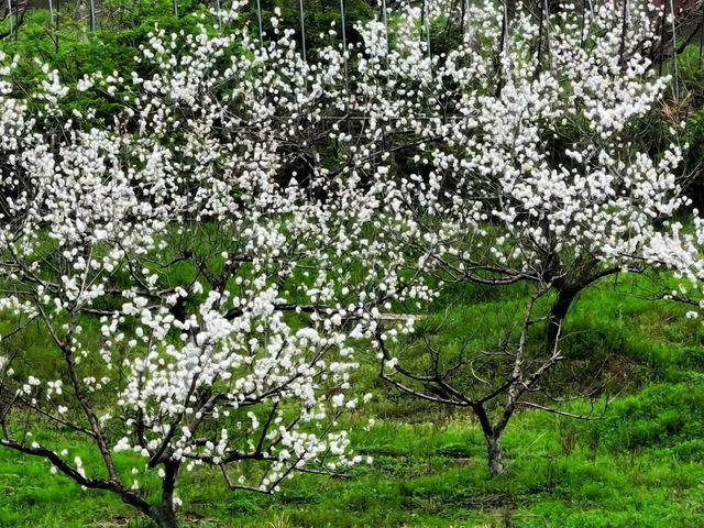 銅陵梧桐花谷｜山水秀麗，花開四季