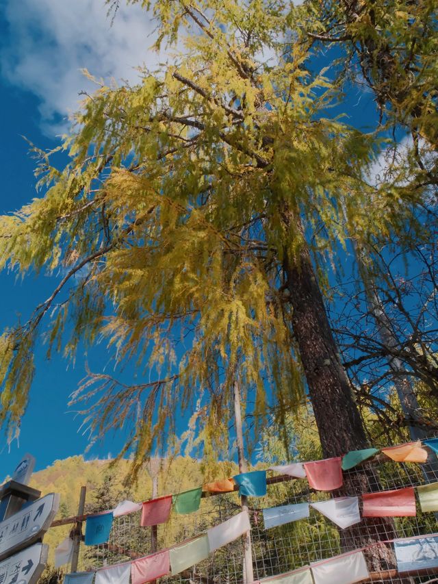 瀘定3日遊 泡真溫泉享受愜意時光 瀘定3日遊 泡真溫泉享受愜意時光