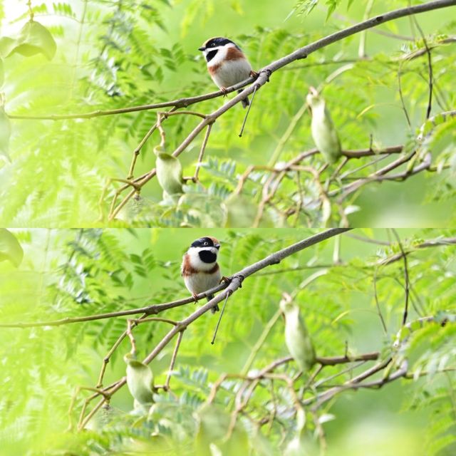 西昌觀鳥島濕地公園，邂逅自然的浪漫
