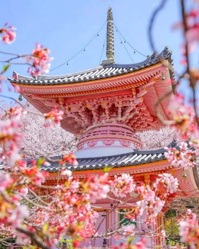 京都超絕的賞櫻地！速度收藏