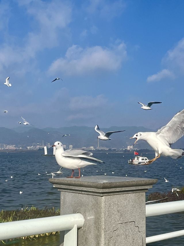 雲南昆明-大理市-麗江｜真溫泉建議別再去錯地方了