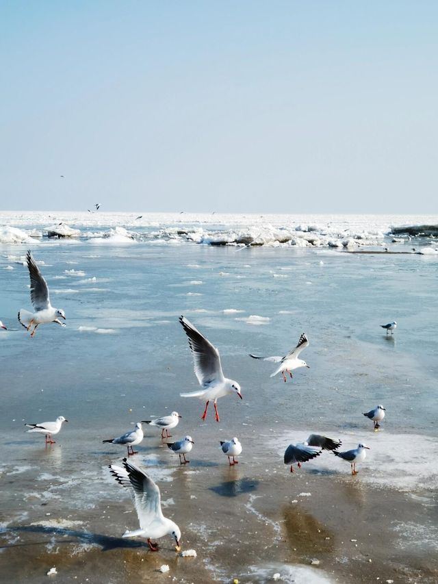 這裡不是冰島而是冰冷的秦皇島