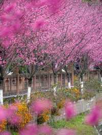 報～ 望江樓公園的梅花已到最佳觀賞期！