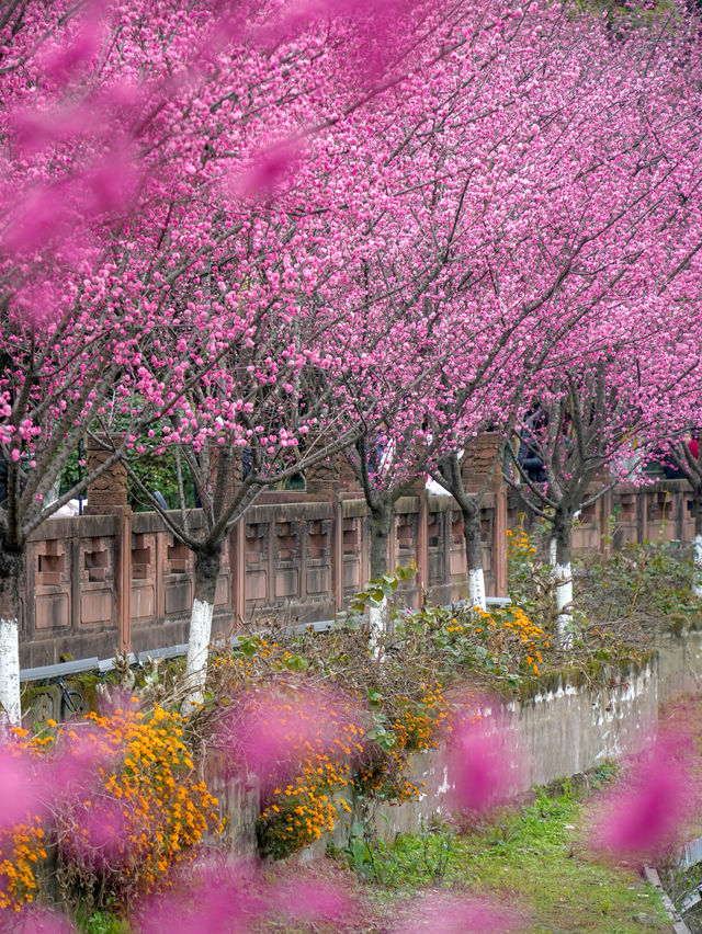 報～ 望江樓公園的梅花已到最佳觀賞期！