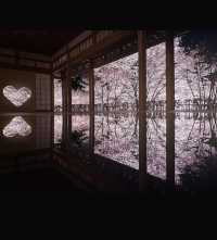 京都｜正壽院櫻花馬上開始了，心形窗戶