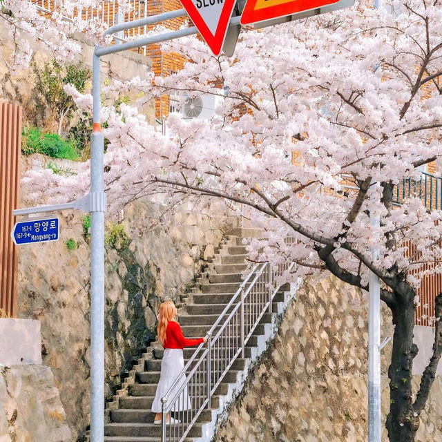 🌸首爾&釜山必去！七大絕美賞櫻拍照聖地