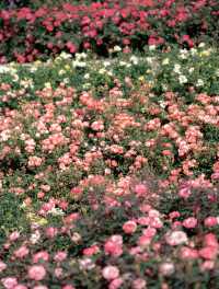 漫步薔薇花海：擁抱美好與寧靜