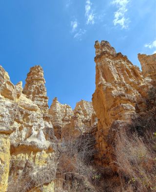 Colorful Sand Forest: Nature's Masterpiece