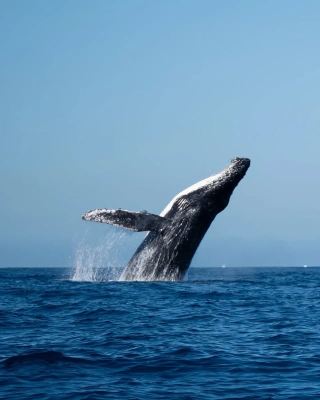 Whale and Dolphin Watching in Flic en Flac, Mauritius