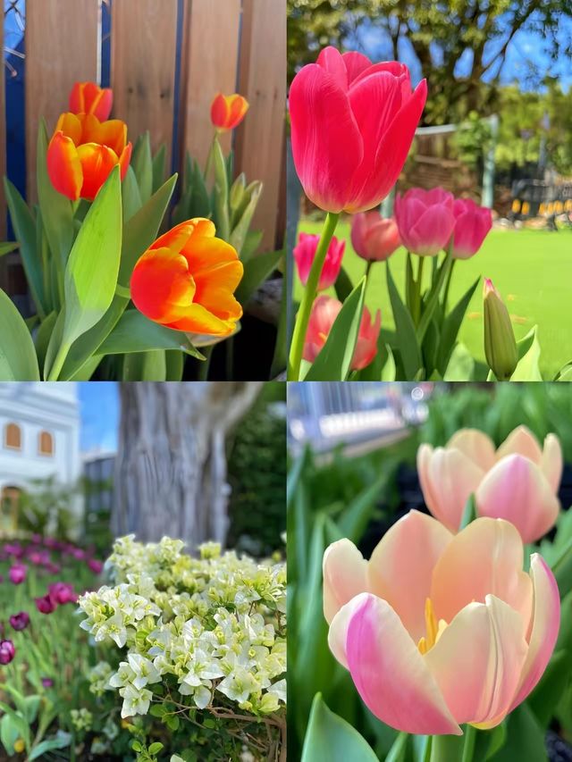 一不小心掉進鬱金香花海裏