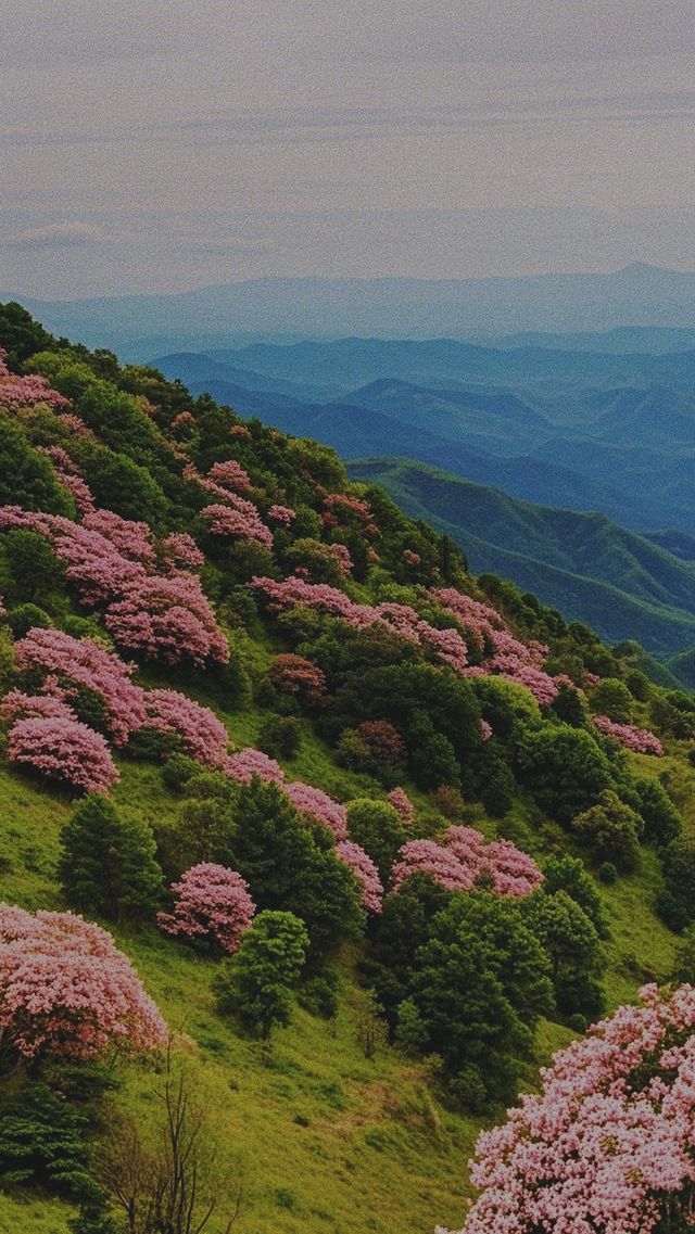 《雞籠頂：夢幻之境的邀約》