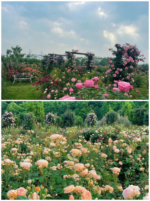 以玫瑰花園為主題的農場～潛江西西花園農場