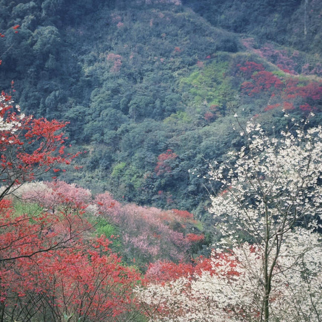 新北夢幻賞櫻之旅🌸大熊櫻花林