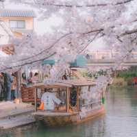 京都限定浪漫 | 伏見十石舟櫻花船🌸