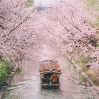 京都限定浪漫 | 伏見十石舟櫻花船🌸