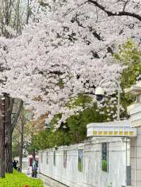 2025首爾的櫻花季了…🌸（附地址）