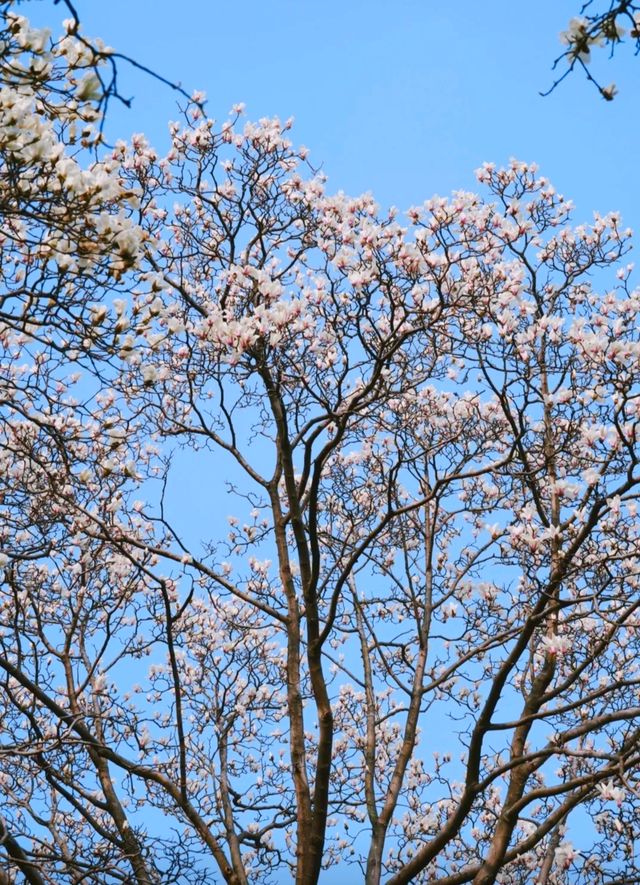 在雙塔，有一種春色叫玉蘭花開