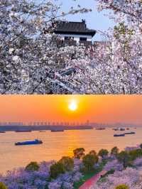 南京賞櫻好去處‖打卡避坑攻略