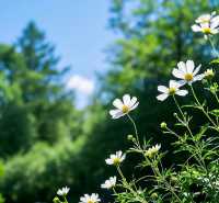 闖入莫奈花園的夏日奇遇｜武漢植物園保姆級避世指南