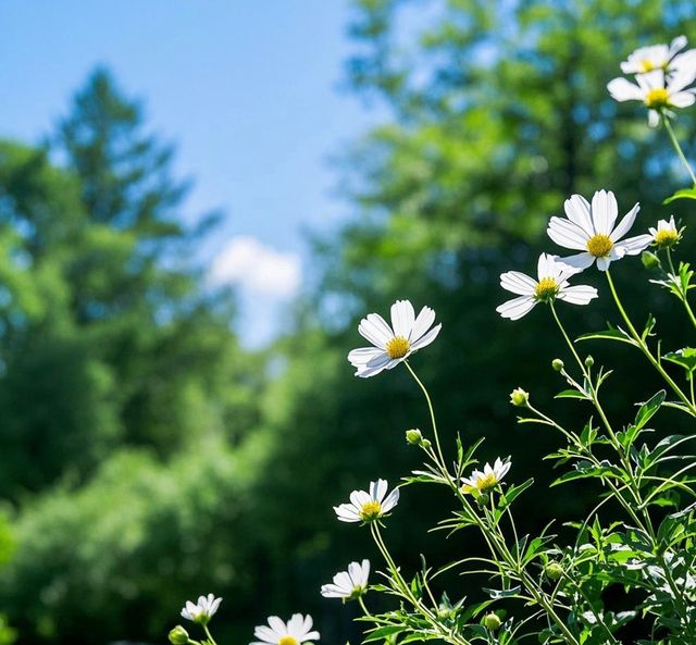 闖入莫奈花園的夏日奇遇｜武漢植物園保姆級避世指南
