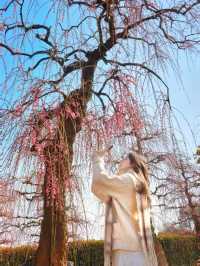 Discover the Beauty of Longmei and Chamei (Plum) Flowers in Jinhua