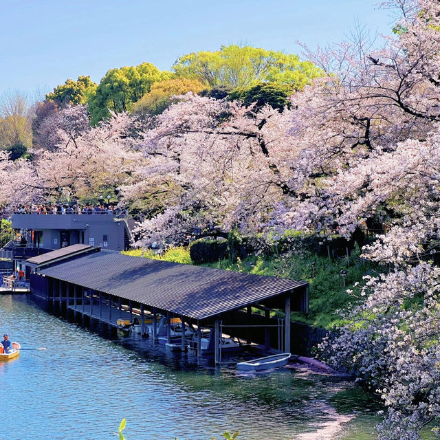 🌸千鳥淵櫻花🌸快要結束啦～