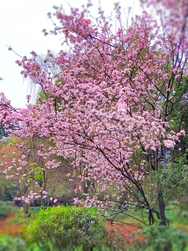 三月遊成都，別錯過這個滿園海棠的古風公園