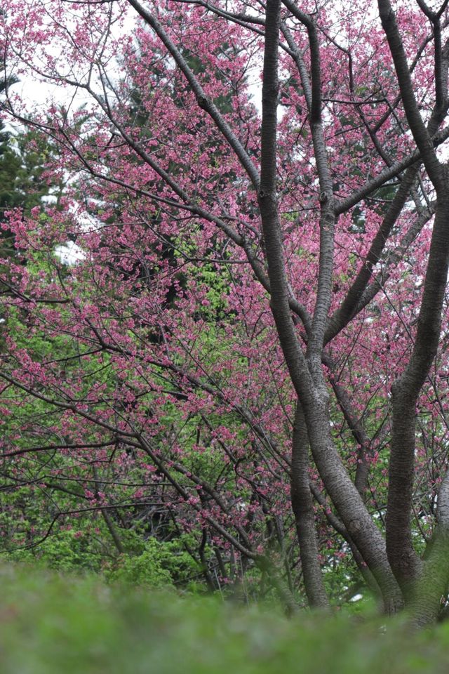 2025年第一波櫻花暴擊預警！~~石門森林公園