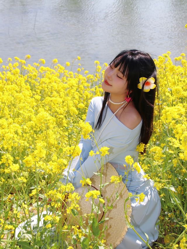春日序曲油菜花開了