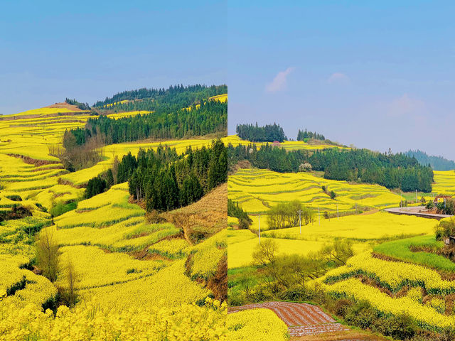 墜入金色海洋·雲南羅平油菜花