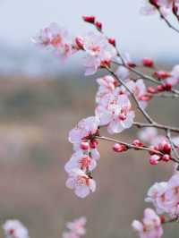 春日限定 | ‌ ‌‌桃花源賞桃花遊玩攻略