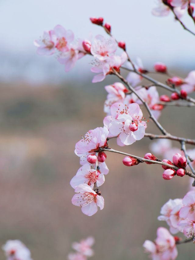 春日限定 | ‌ ‌‌桃花源賞桃花遊玩攻略