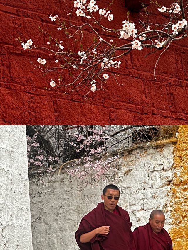 拉薩賞桃花‖假日旅遊避坑攻略