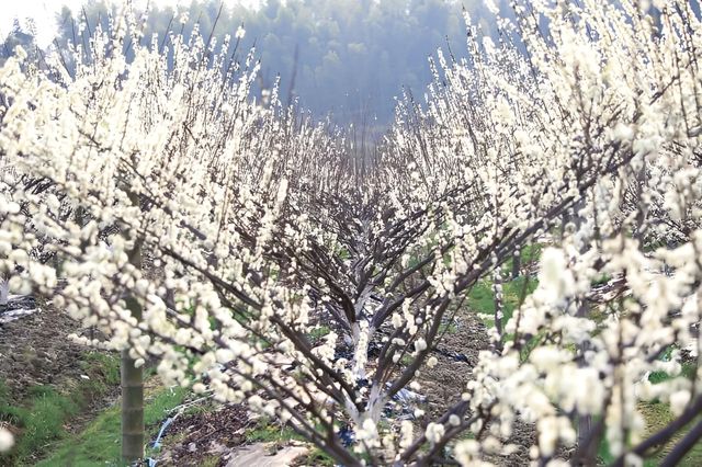 賞花指南 |一起來看銅鼓的「花花世界」！