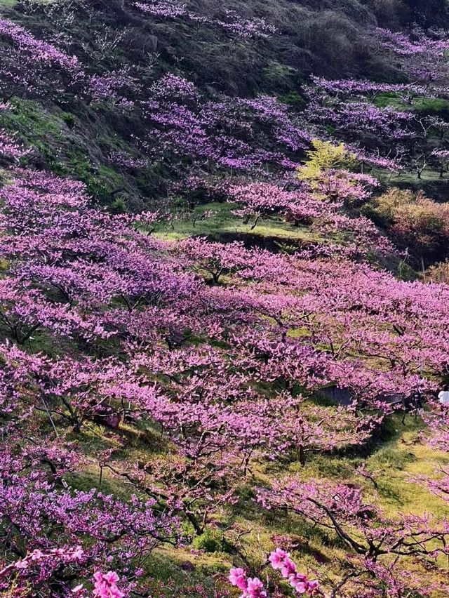 成都3月徒步桃花海｜避開人潮私藏路線