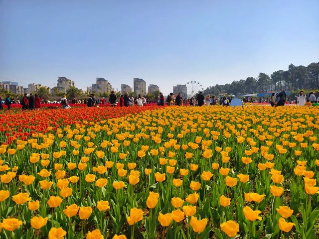 湖南省植物園鬱金香盛放