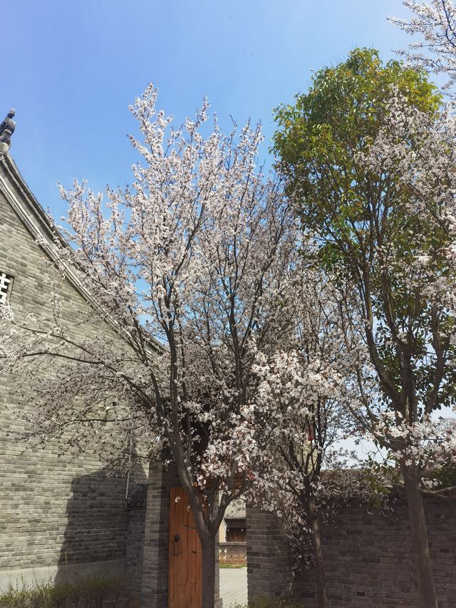 春分至萬物生 快來棣花古鎮賞花看柳