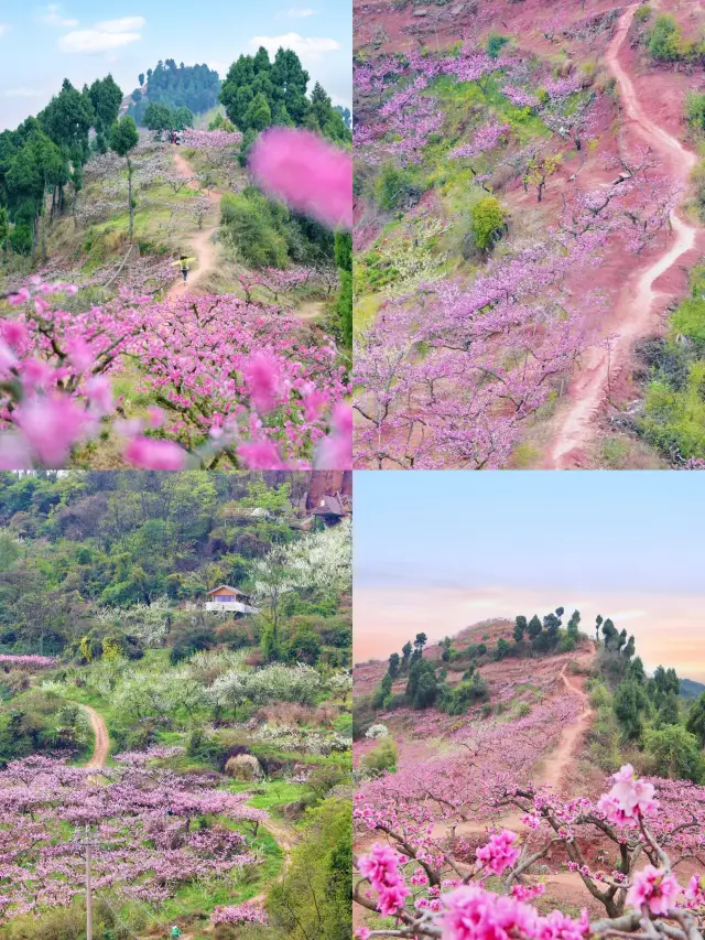 Shijing Temple Hike During Peach Blossom Season—Don't Be Stubborn!