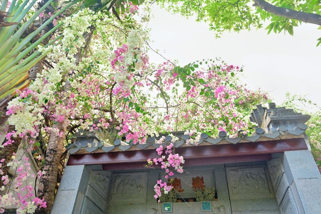 深圳園博園的簕杜鵑瀑布盛宴