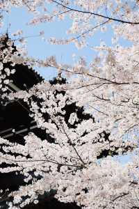 西安青龍寺櫻花季|這片粉紅色花海美得令人窒息!