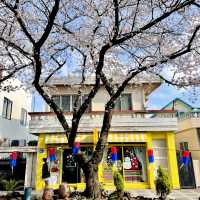 🌸濟州島典農路 | 沉浸式賞櫻全攻略