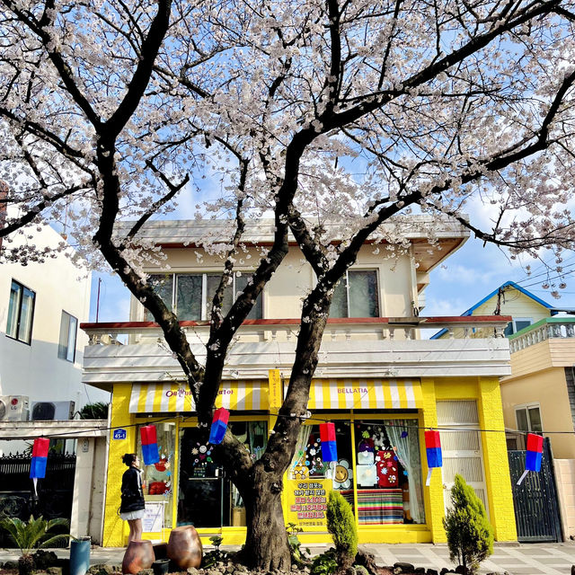 🌸濟州島典農路 | 沉浸式賞櫻全攻略