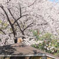 濟州島典農路🌸 限定浪漫來襲