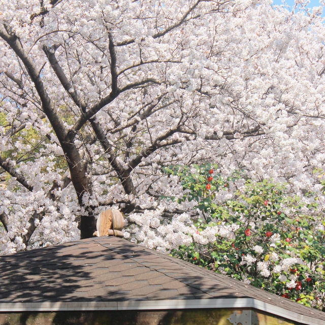 濟州島典農路🌸 限定浪漫來襲