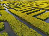 Endless Yellow Blossoms in a Waterway Labyrinth 